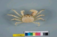 藏品(角眼沙蟹)的圖片